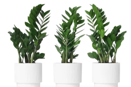 Mielės gali būti paprastas ir nebrangus būdas švelniai paskatinti zamiokulko augimą