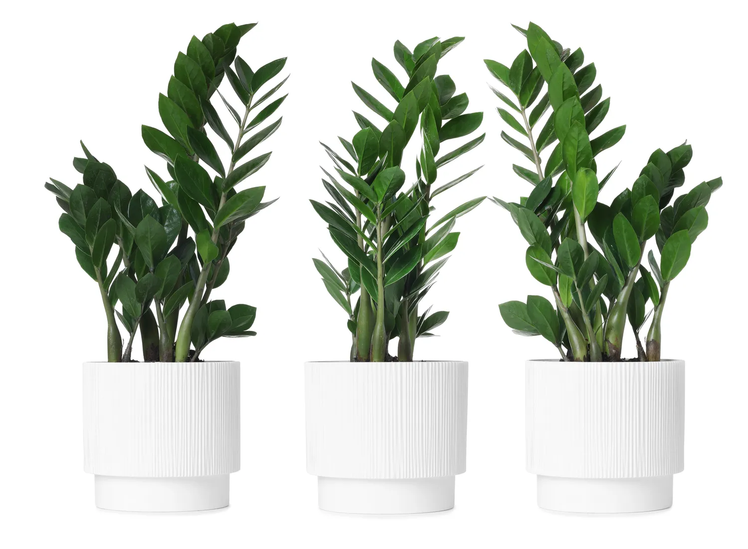 Mielės gali būti paprastas ir nebrangus būdas švelniai paskatinti zamiokulko augimą