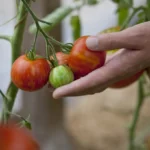 Geriausias pomidorų auginimas