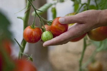 Geriausias pomidorų auginimas