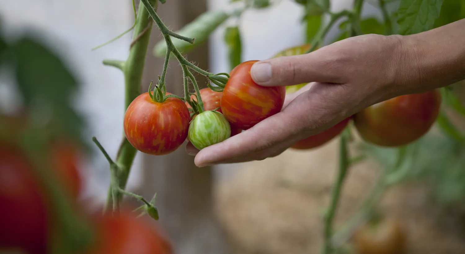 Geriausias pomidorų auginimas