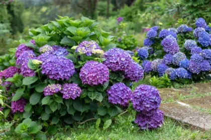 Hortenzijai reikia ne daugiau trąšų