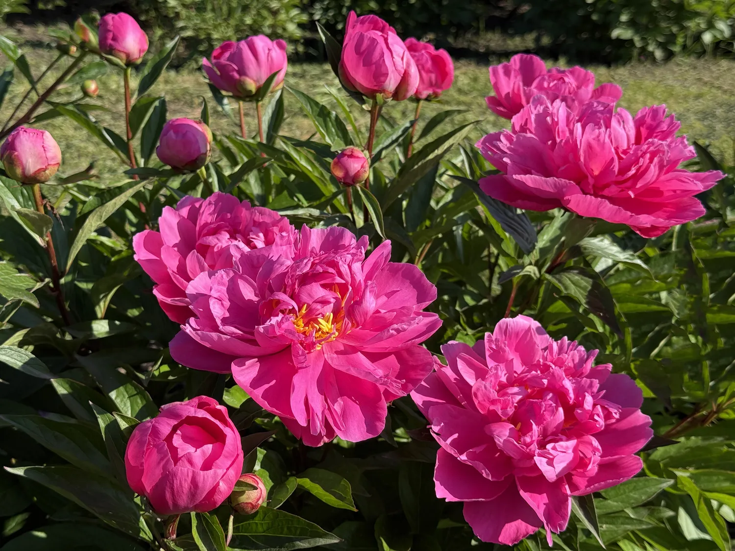 Natūralios trąšos skatina ypąč gausų ir įspūdingą bijūnų žydėjimą