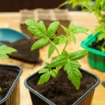 Shutterstock 2734272901