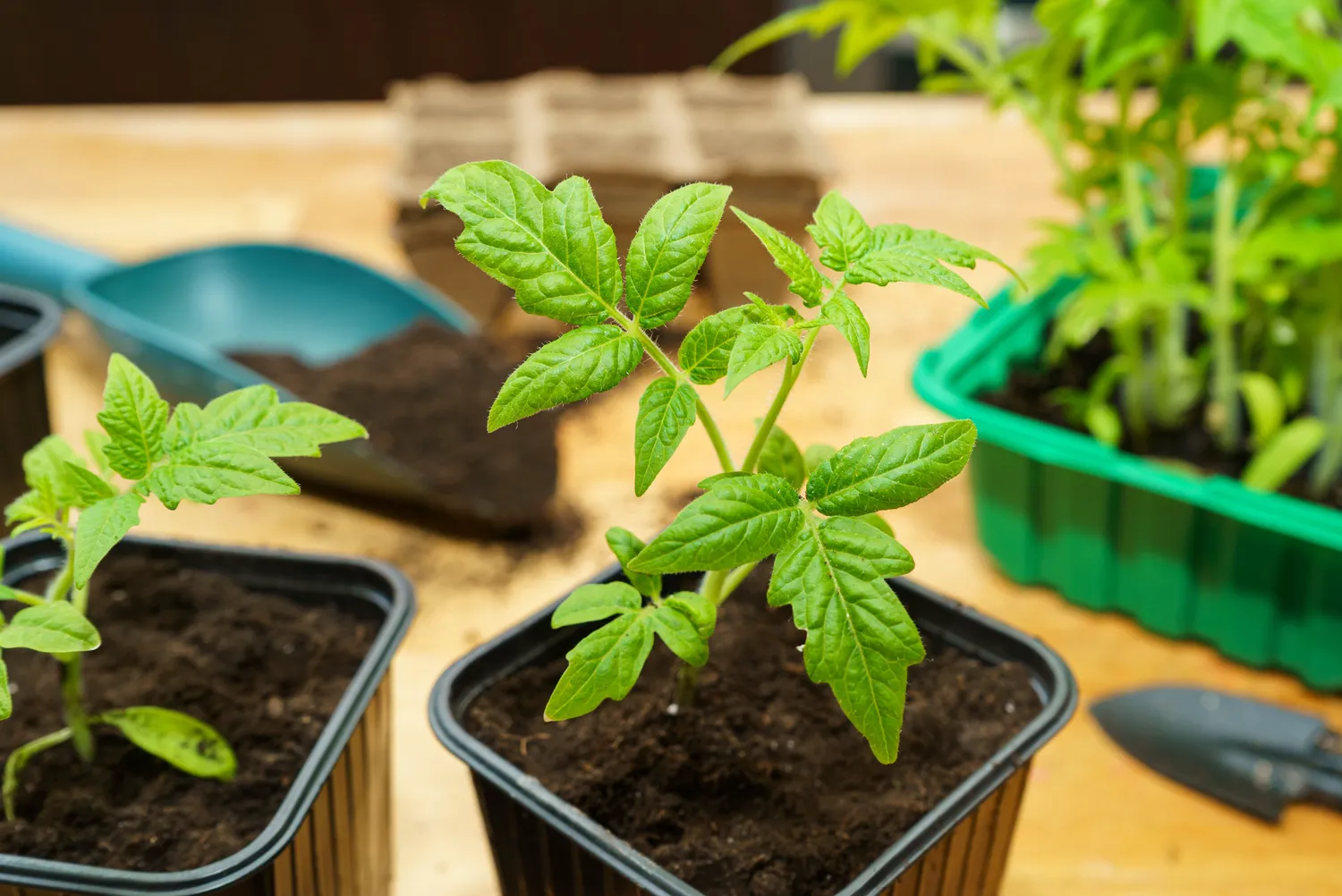 Shutterstock 2734272901