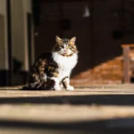 Shutterstock 2739892465