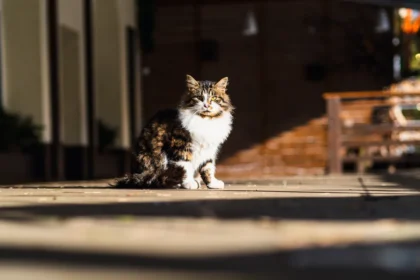 Shutterstock 2739892465