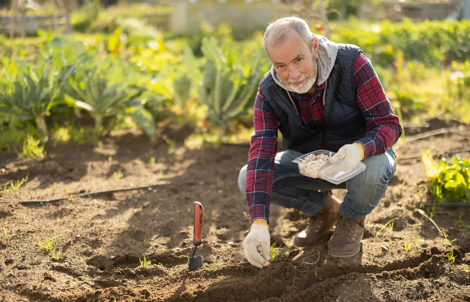 Estiškas česnakų sodinimo metodas