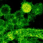 Naujas COVID-19 variantas