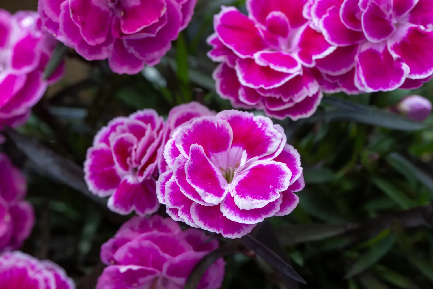 Shutterstock 2754807991