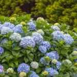 Obuolių sidro actas – tai nebrangus ir lengvai prieinamas būdas norint pakeisti hortenzijų spalvą