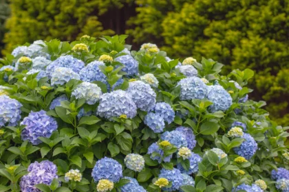 Obuolių sidro actas – tai nebrangus ir lengvai prieinamas būdas norint pakeisti hortenzijų spalvą