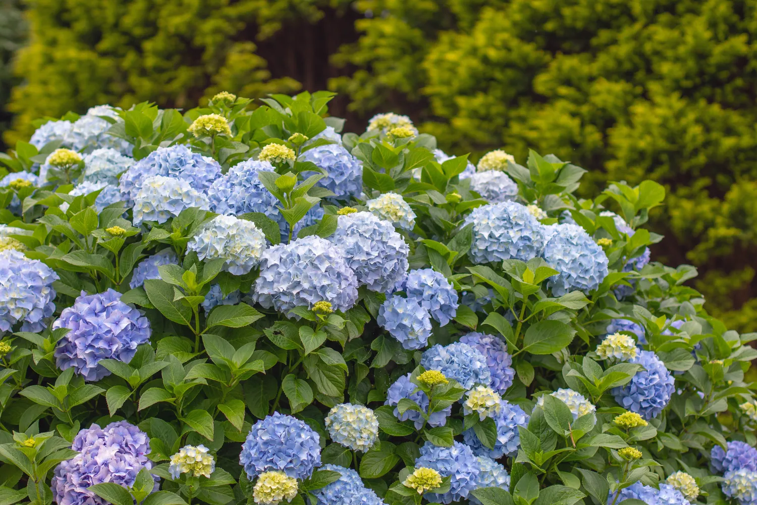 Obuolių sidro actas – tai nebrangus ir lengvai prieinamas būdas norint pakeisti hortenzijų spalvą