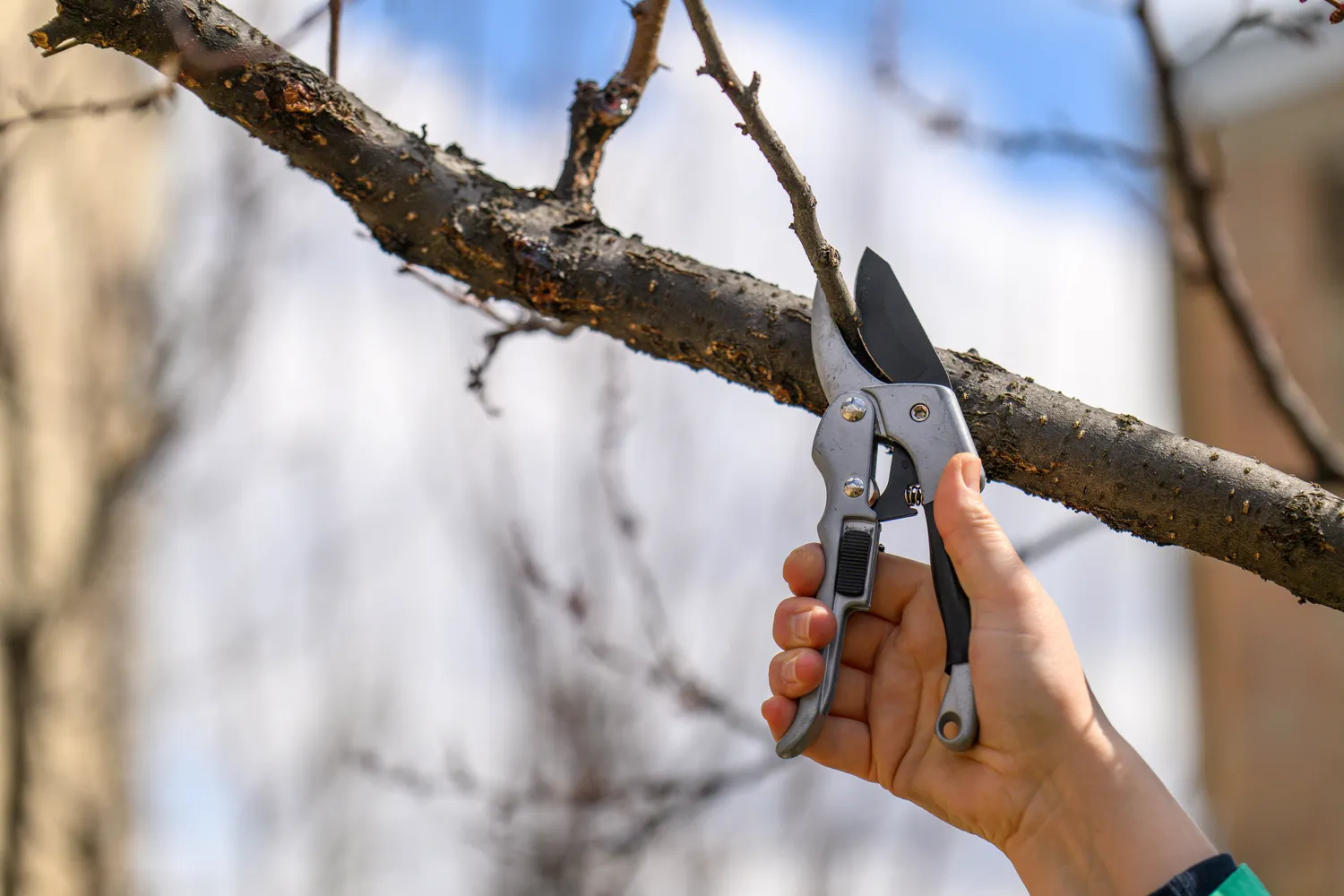 Verta apžiūrėti medžius ir pašalinti nudžiūvusias, nulūžusias, pažeistas ar aiškiai sergančias šakas