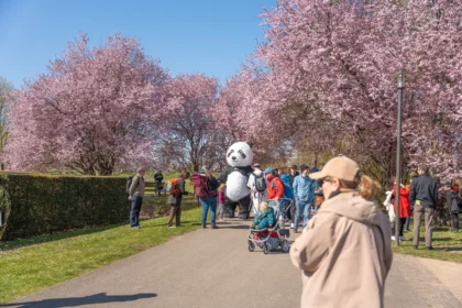 Savaitgalis sakurų parke / Jakob Berg / Shutterstock.com
