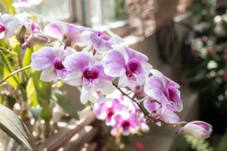 Jei orchidėja gaus vandens tik tada, kai jo tikrai reikia, jos šaknys išliks sveikos, lapai tvirti, o žydėjimas – kur kas stabilesnis