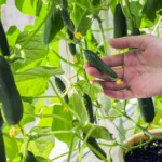 Shutterstock 2766962255