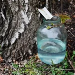 Natūrali beržų sula