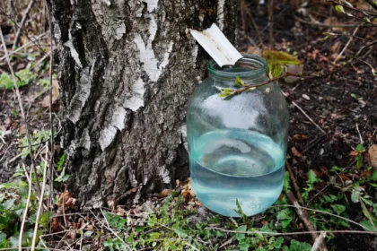 Natūrali beržų sula