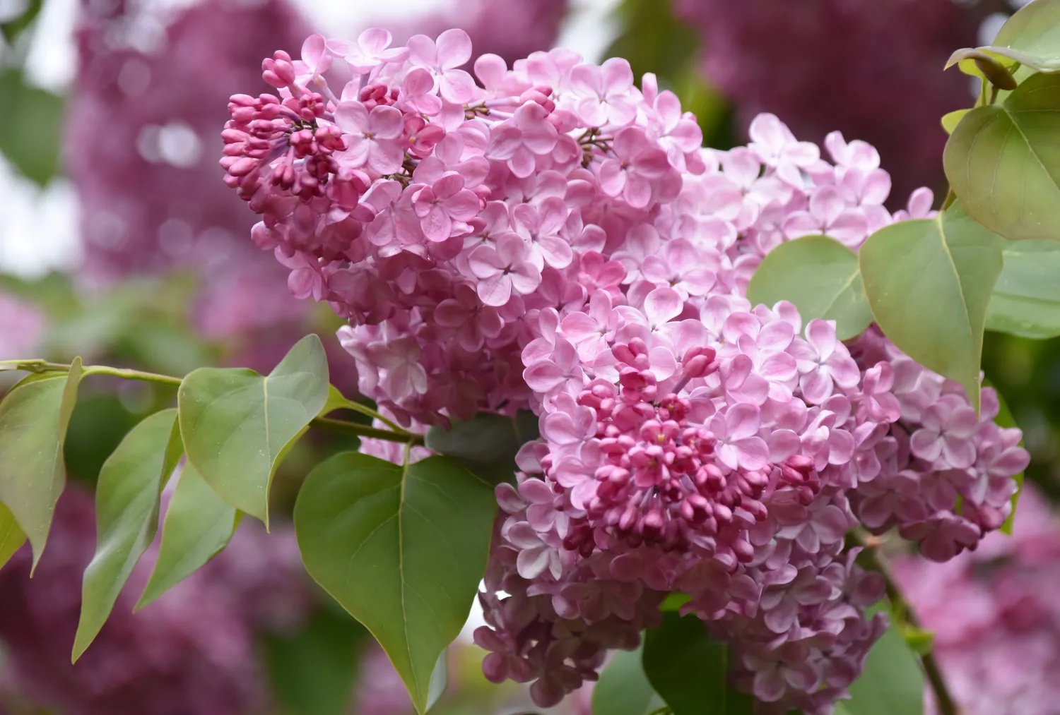Alyvas būtina tinkamai prižiūrėti