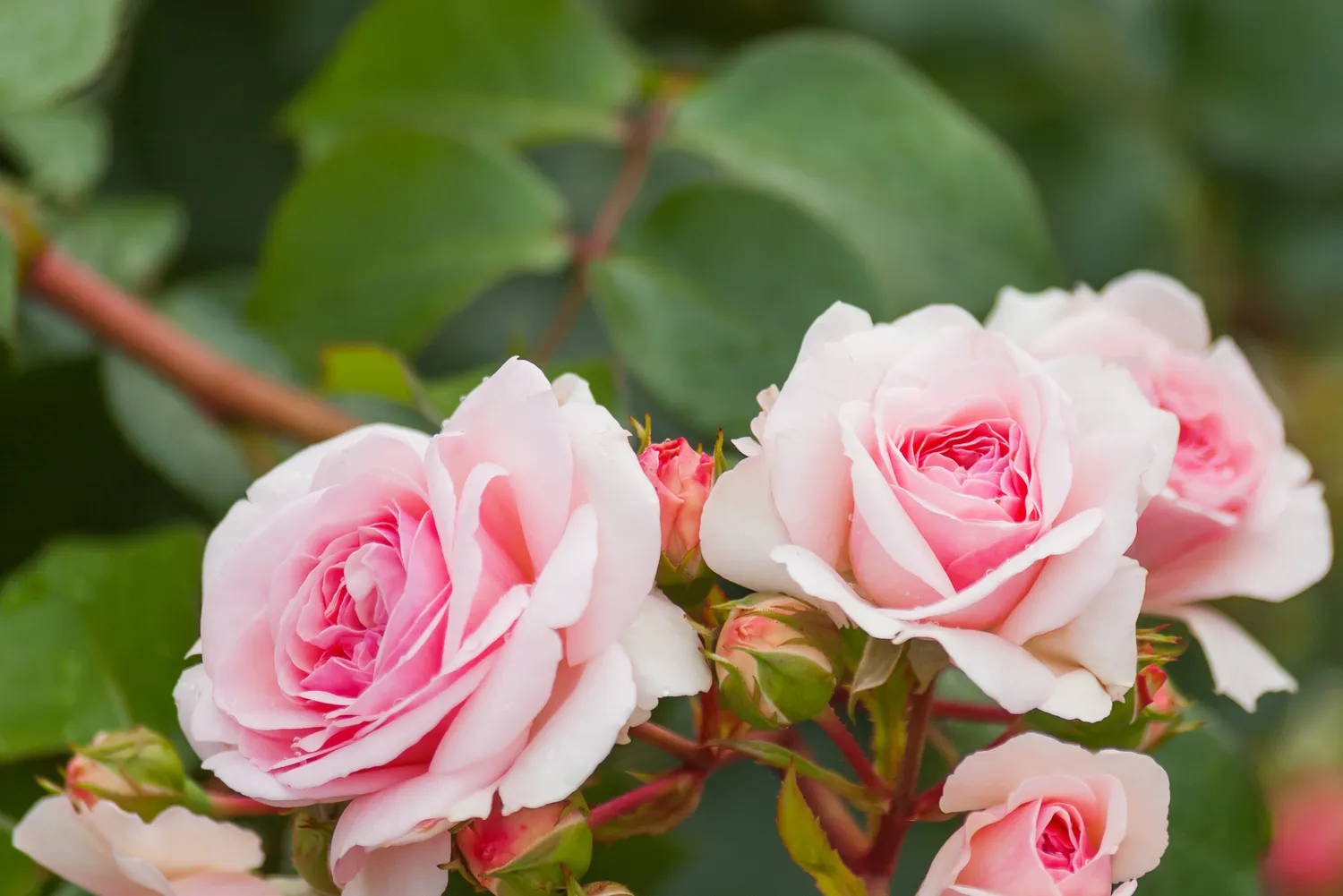 Daug didesnę atsparą ligoms turi gerai prižiūrimos, stiprios rožės