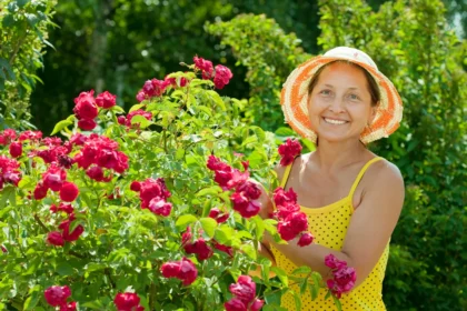 Jūsų rožės pasidabins žiedais