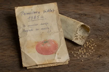 Senos pomidorų sėklos