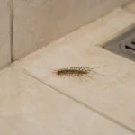 Šimtakojiai namuose