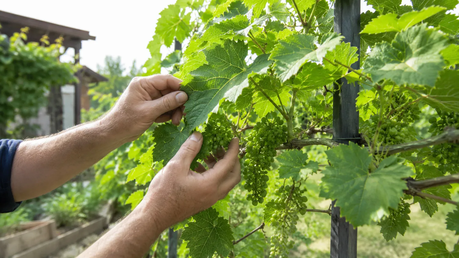 Vynuogėms reikia nuoseklios priežiūros – tada uogų kekės turi daug daugiau šansų sunokti sveikos, saldžios ir gražios