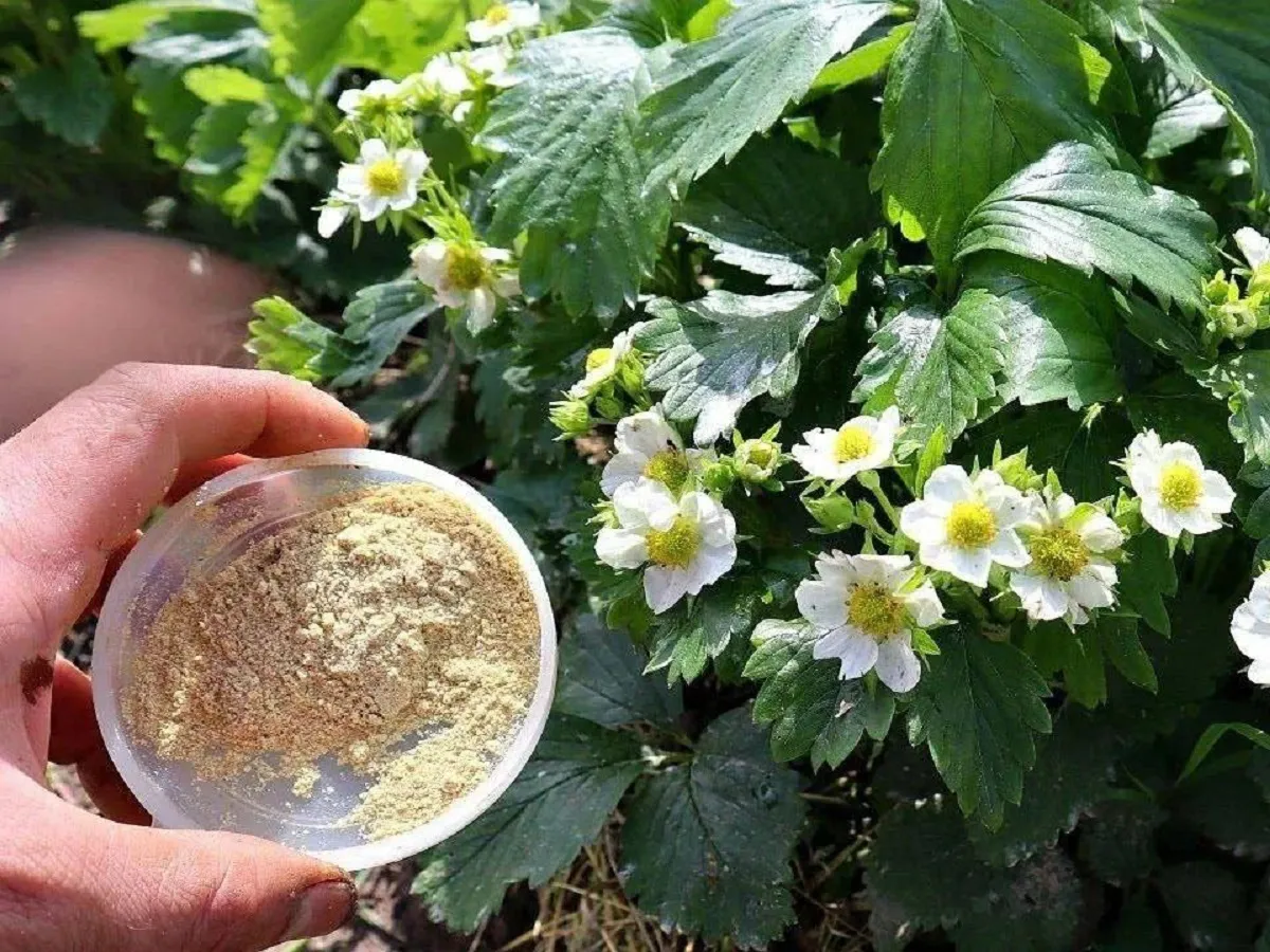 Garstyčių milteliai sode