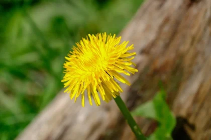 Kaip atsikratyti kiaulpienių sode