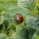 Kolorado vabalai ant bulvių lapų