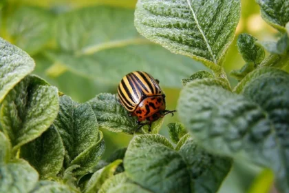 Kolorado vabalai ant bulvių lapų