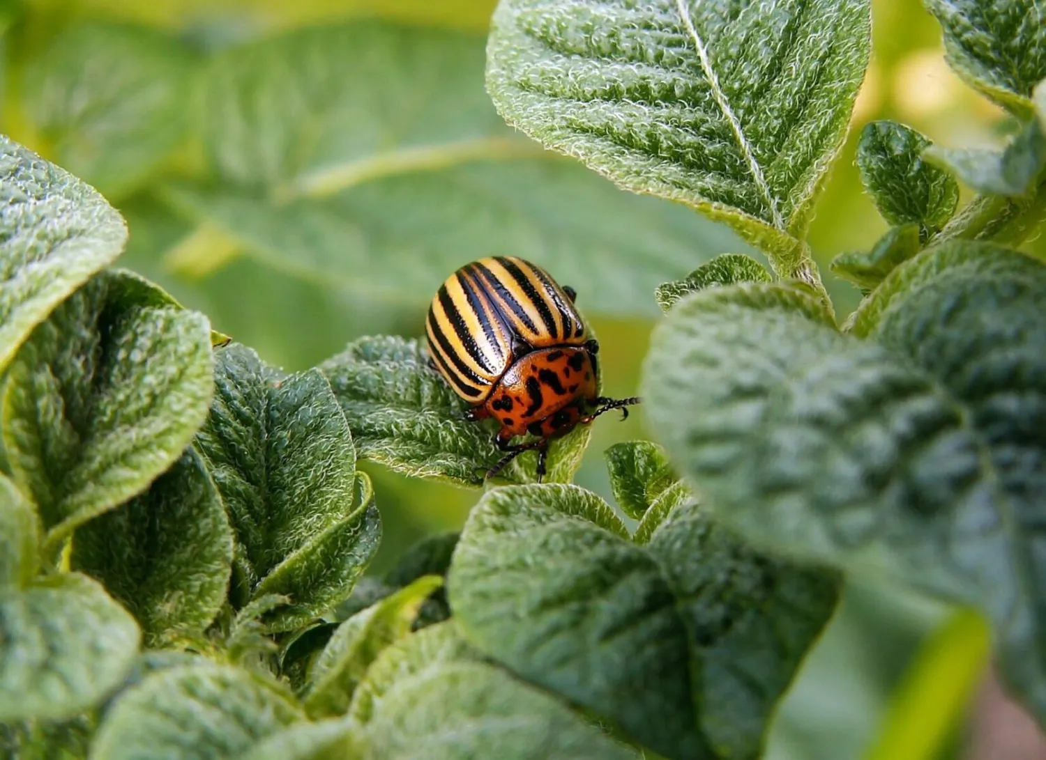 Kolorado vabalai ant bulvių lapų