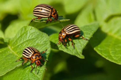 Kolorado vabalai puola bulves