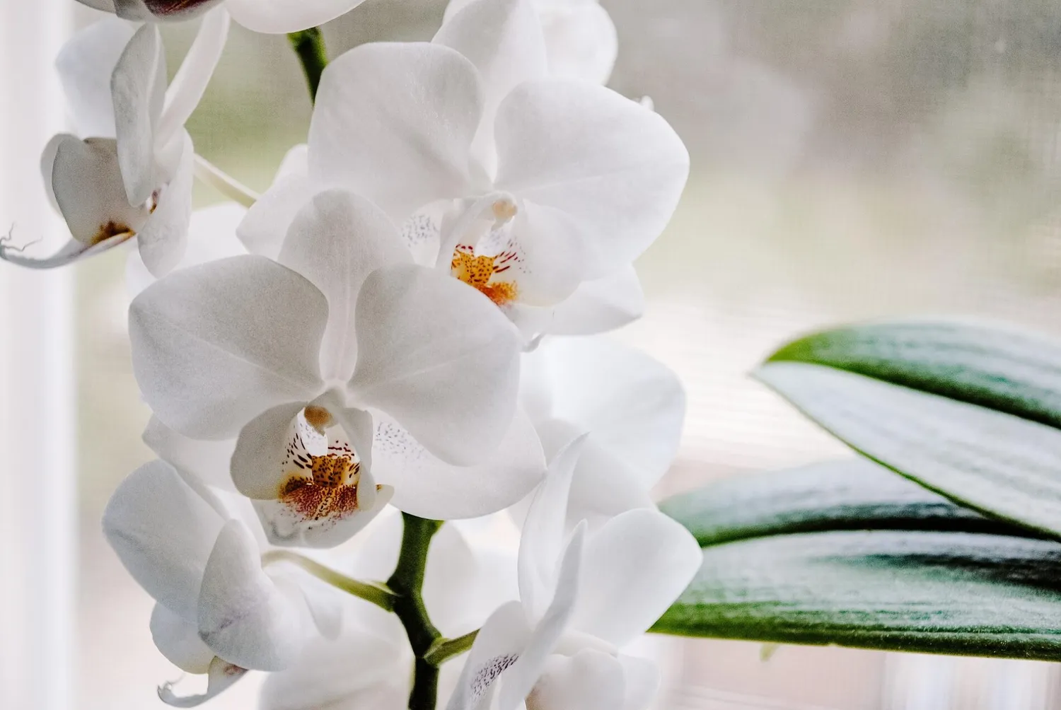 Orchidėja – tikra namų puošmena