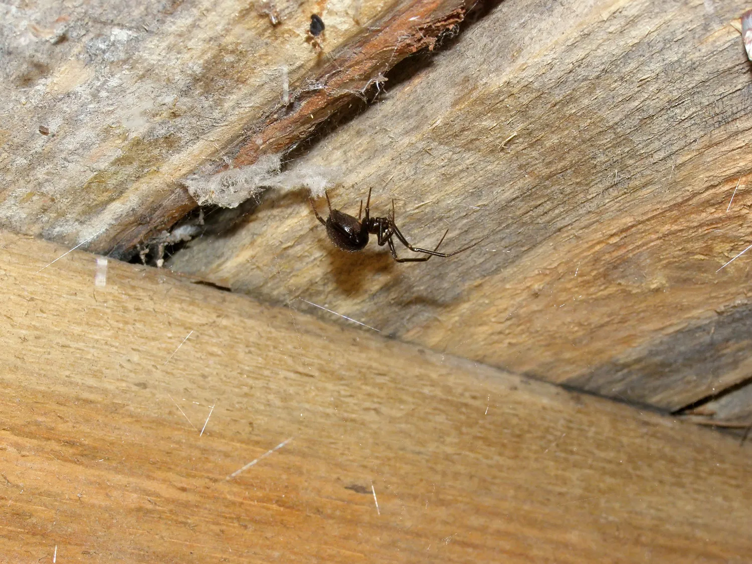 Voras namuose
