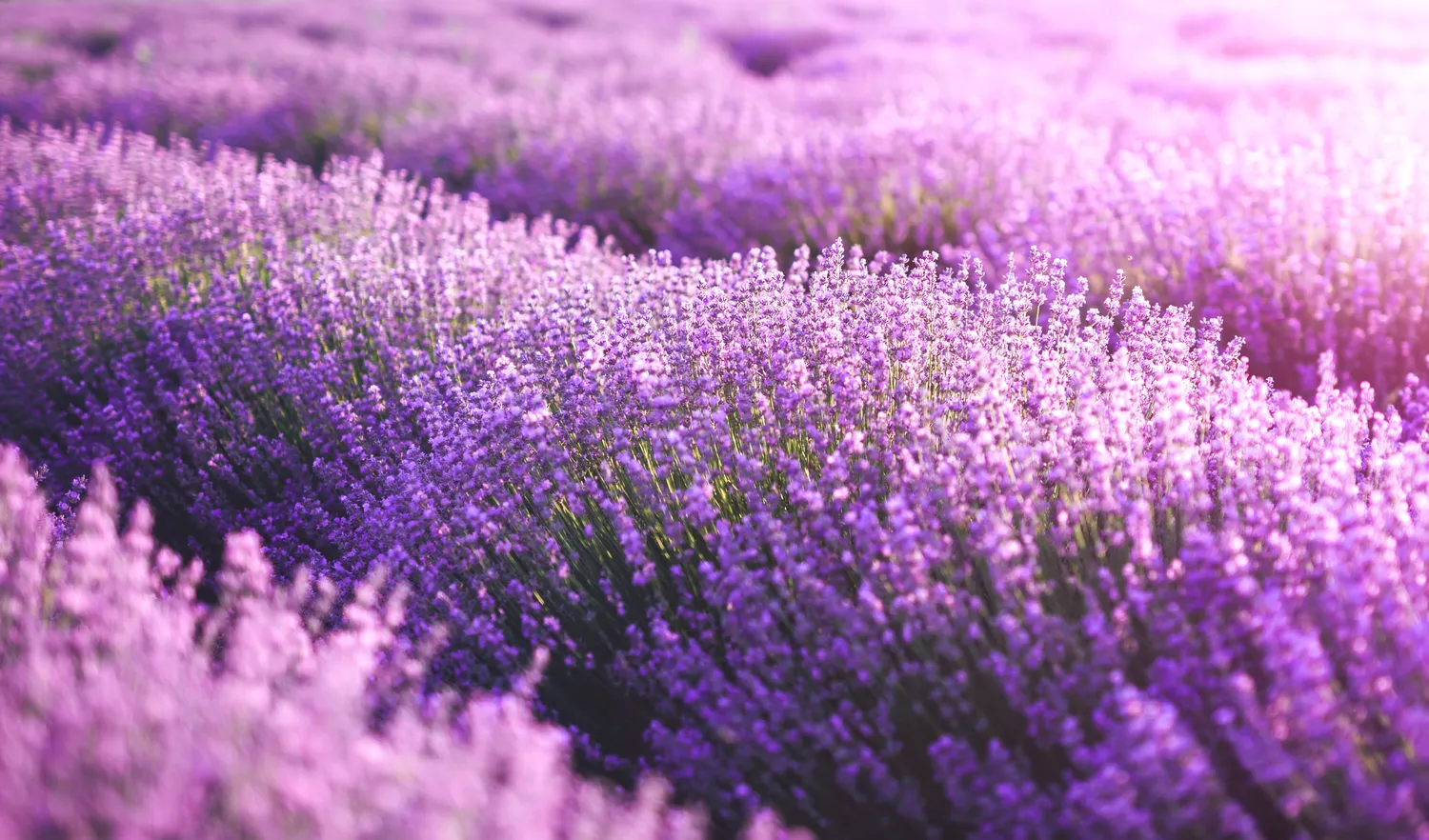 Shutterstock 1681977076