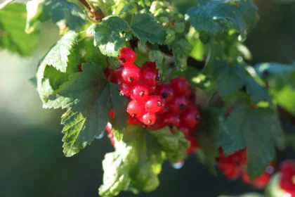 Vienas purškimas gegužę – ir serbentai mezga daugiau uogų
