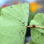 Amarai ant lapų