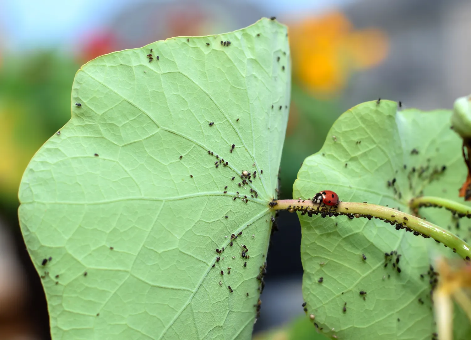 Amarai ant lapų