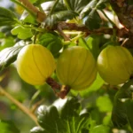 Agrastai derliaus neatleis