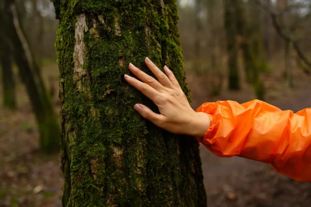 Medžiai kurie sugeria blogą energiją