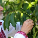 Graikinis riešutmedis