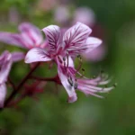 Dictamnus albus