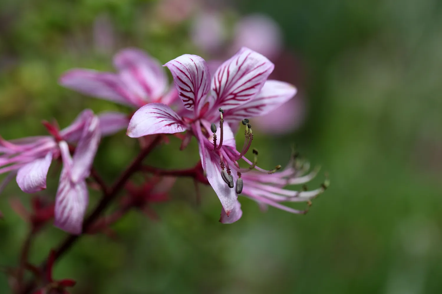 Dictamnus albus
