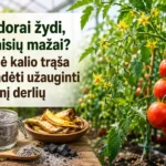 Naminės kalio trąšos pomidorams