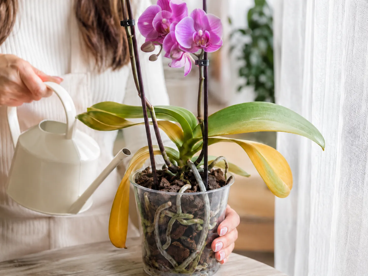 Orchidėjos dažniausiai kenčia ne nuo sausros, o nuo per didelio rūpesčio