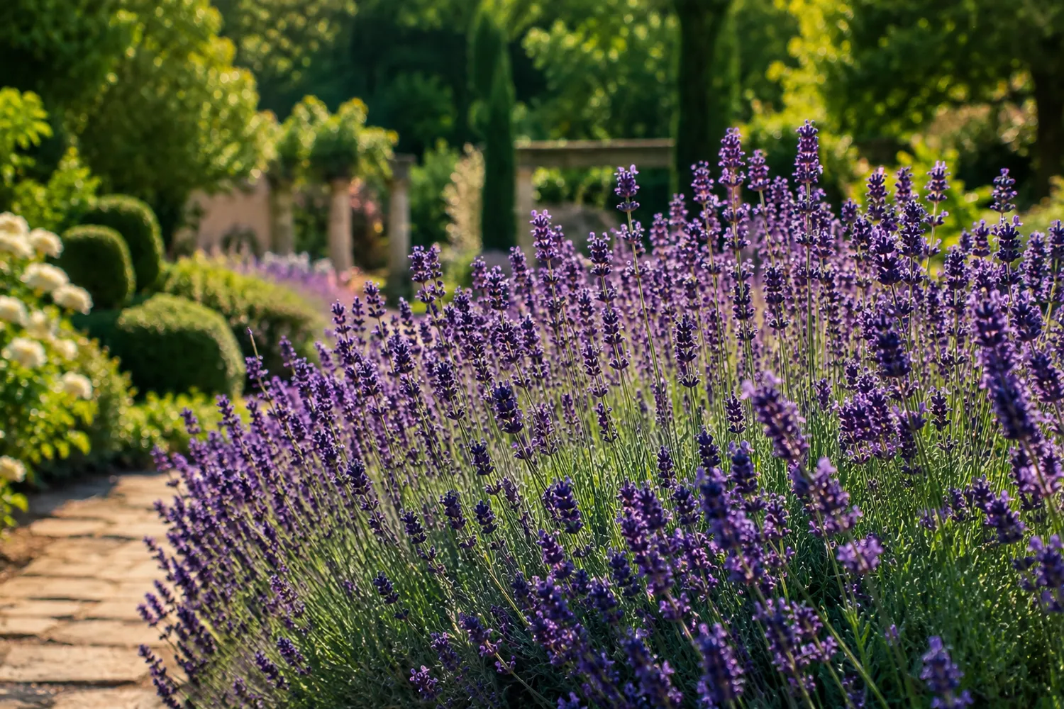 Levandų aromatas stiprus, švarus, šiek tiek prieskoninis, labai gerai juntamas karštą dieną ar palietus lapus ranka