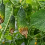 Jei agurkai pradeda pūti ant krūmų, nereikia kaltinti vien blogos veislės ar oro